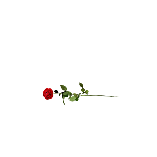 Lavish Rose Co